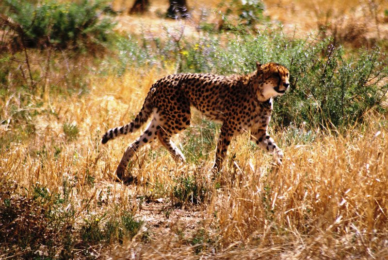 nab (1659).jpg - Gepard